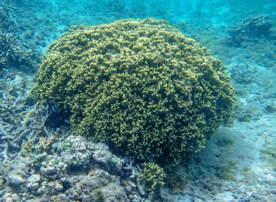  Porites lichen (Yellow Plate Coral, Yellow Finger Coral)